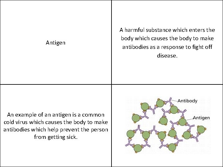 Antigen An example of an antigen is a common cold virus which causes the