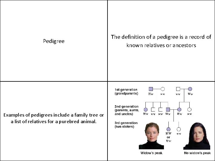 Pedigree Examples of pedigrees include a family tree or a list of relatives for