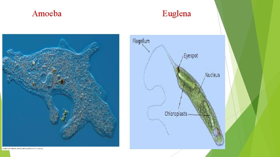 Amoeba Euglena 