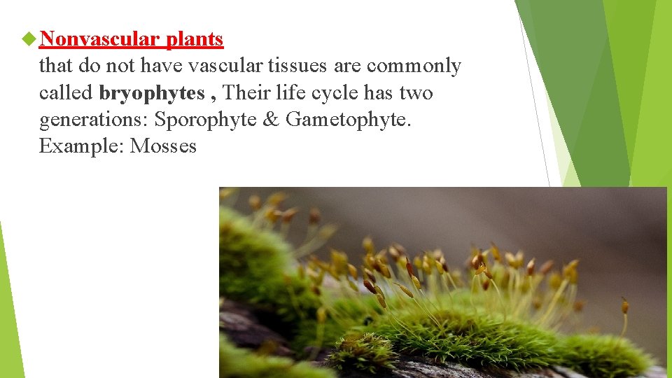  Nonvascular plants that do not have vascular tissues are commonly called bryophytes ,