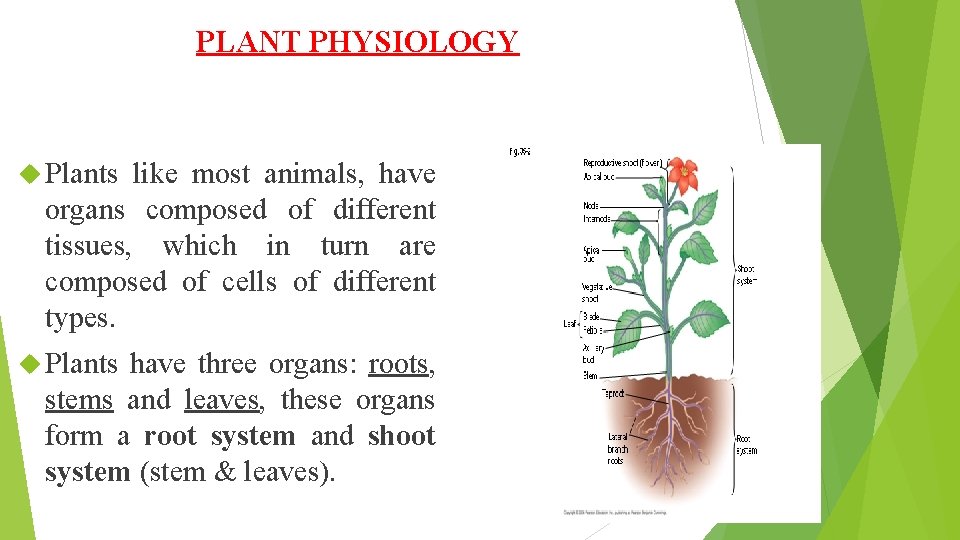 PLANT PHYSIOLOGY Plants like most animals, have organs composed of different tissues, which in