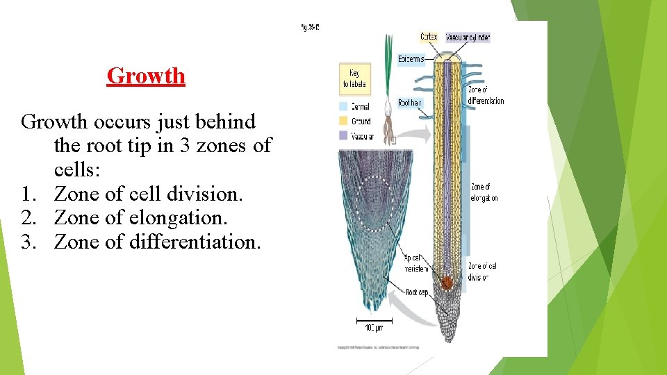 Growth occurs just behind the root tip in 3 zones of cells: 1. Zone