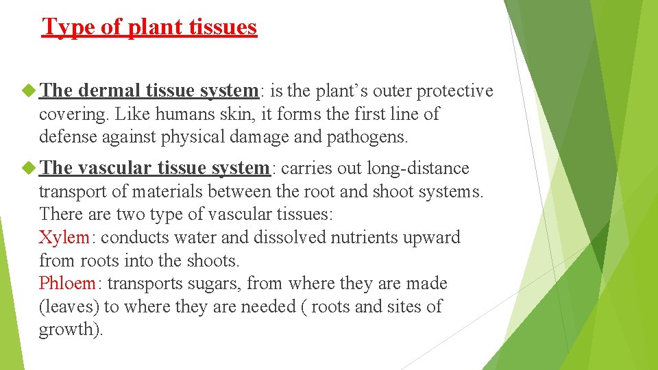 Type of plant tissues The dermal tissue system: is the plant’s outer protective covering.