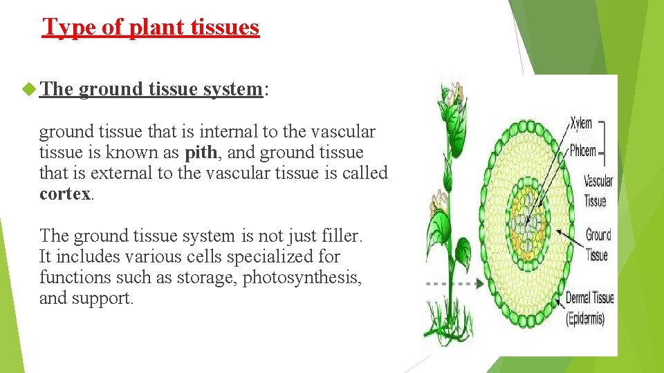Type of plant tissues The ground tissue system: ground tissue that is internal to
