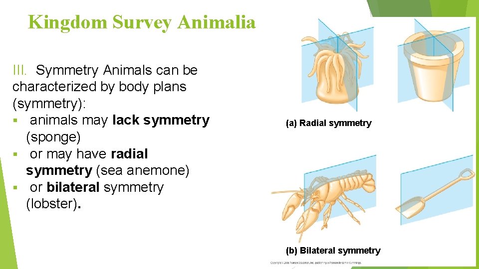 Kingdom Survey Animalia III. Symmetry Animals can be characterized by body plans (symmetry): §