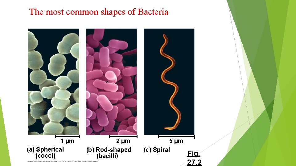 The most common shapes of Bacteria 1 µm (a) Spherical (cocci) 2 µm (b)