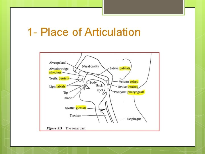 1 - Place of Articulation 