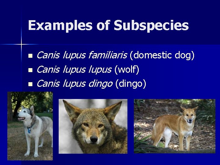 Examples of Subspecies Canis lupus familiaris (domestic dog) n Canis lupus (wolf) n Canis