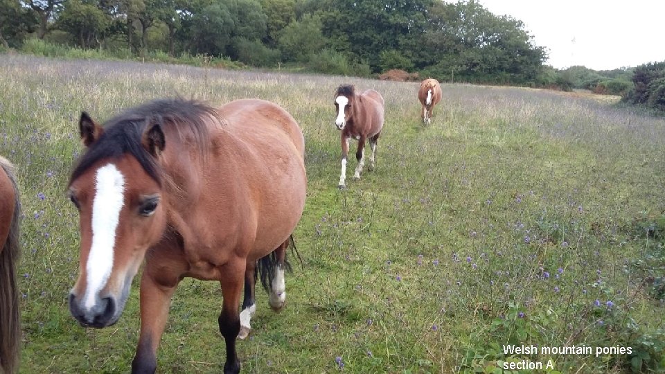 Welsh mountain ponies section A 