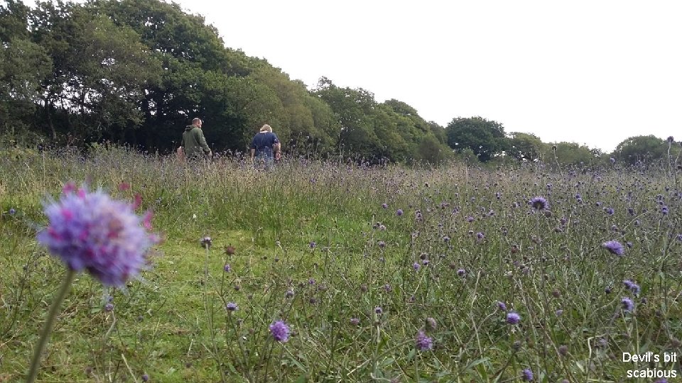 Devil’s bit scabious 