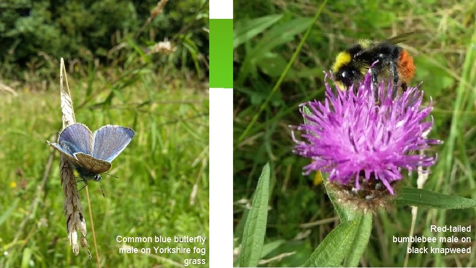 Common blue butterfly male on Yorkshire fog grass Red-tailed bumblebee male on black knapweed
