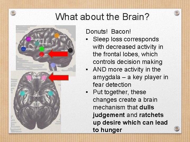 What about the Brain? Donuts! Bacon! • Sleep loss corresponds with decreased activity in