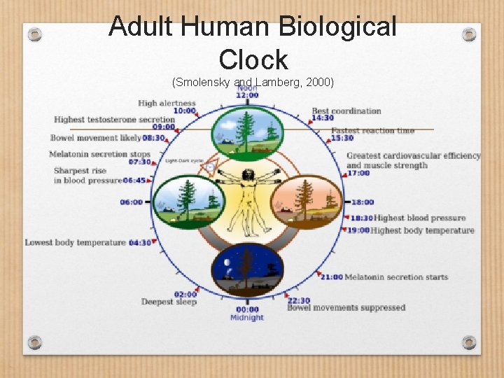 Adult Human Biological Clock (Smolensky and Lamberg, 2000) 
