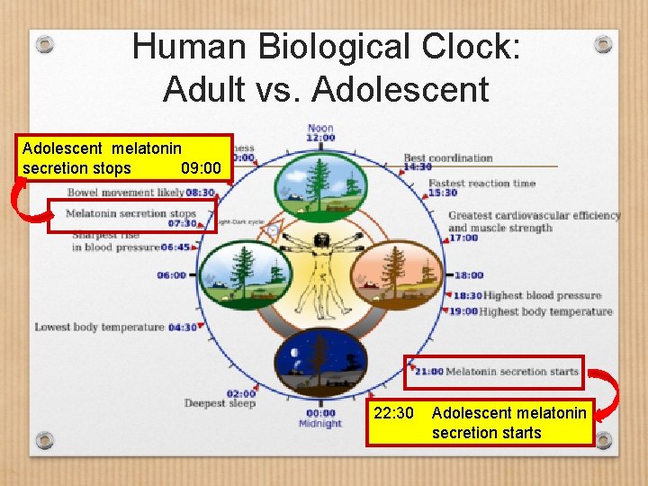 Human Biological Clock: Adult vs. Adolescent melatonin secretion stops 09: 00 22: 30 Adolescent