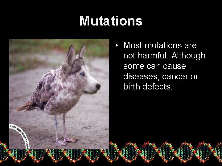 Mutations • Most mutations are not harmful. Although some can cause diseases, cancer or