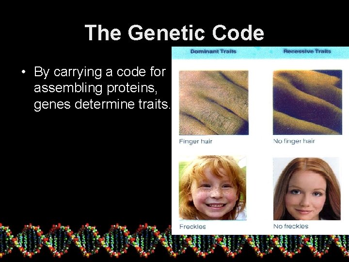 The Genetic Code • By carrying a code for assembling proteins, genes determine traits.