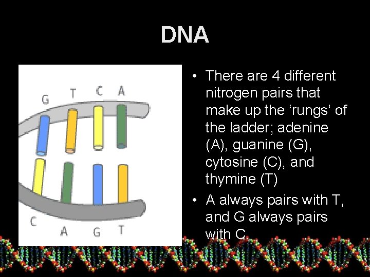 DNA • There are 4 different nitrogen pairs that make up the ‘rungs’ of