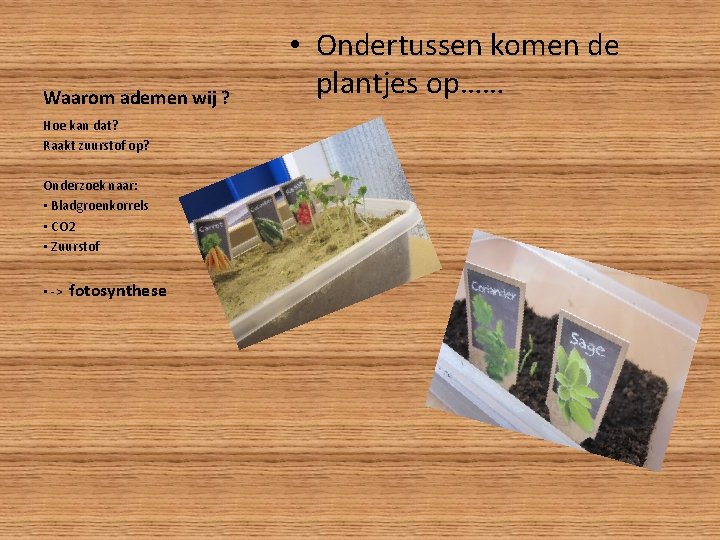 Waarom ademen wij ? Hoe kan dat? Raakt zuurstof op? Onderzoek naar: • Bladgroenkorrels