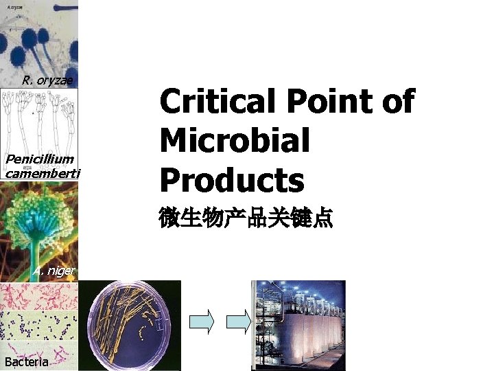 R. oryzae Penicillium camemberti Critical Point of Microbial Products 微生物产品关键点 A. niger Bacteria 