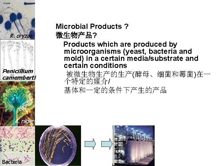 R. oryzae Penicillium camemberti A. niger Bacteria Microbial Products ? 微生物产品? Products which are