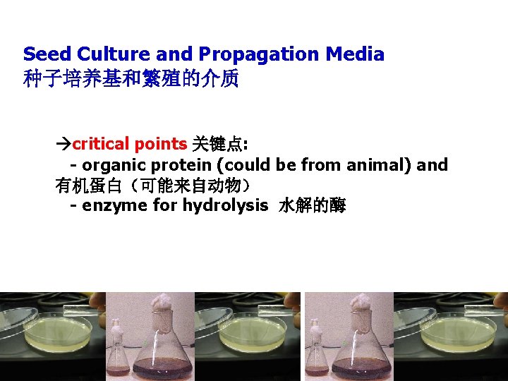 Seed Culture and Propagation Media 种子培养基和繁殖的介质 critical points 关键点: - organic protein (could be