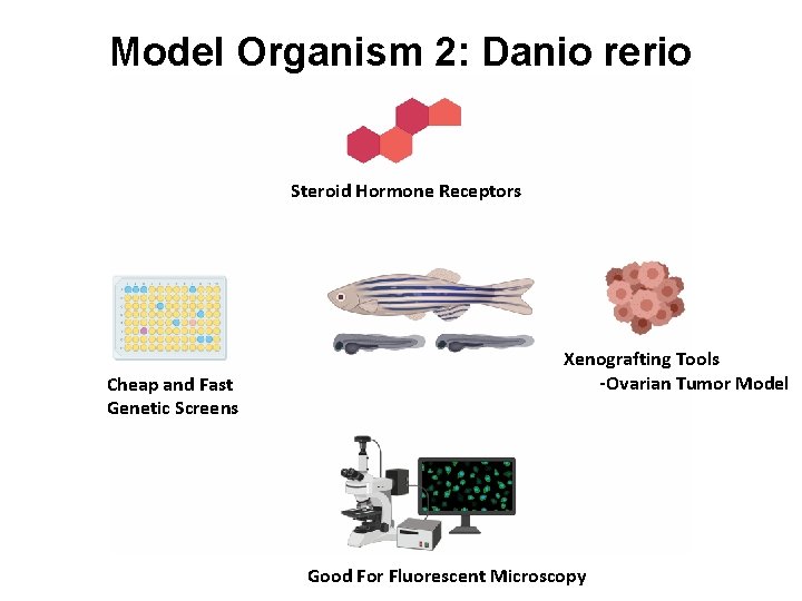 Model Organism 2: Danio rerio Steroid Hormone Receptors Cheap and Fast Genetic Screens Xenografting