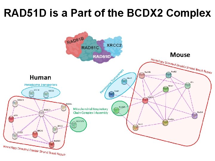 RAD 51 D is a Part of the BCDX 2 Complex Mouse Human 