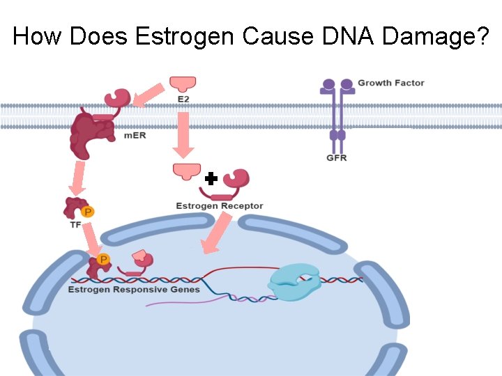 How Does Estrogen Cause DNA Damage? 