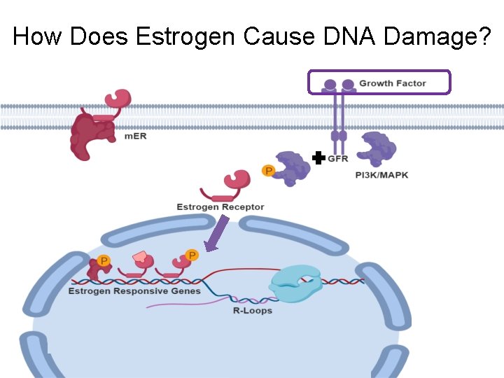 How Does Estrogen Cause DNA Damage? 