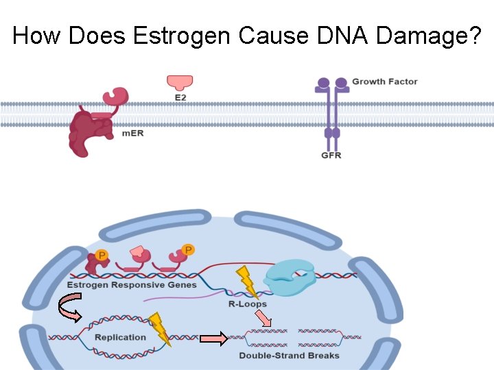 How Does Estrogen Cause DNA Damage? 