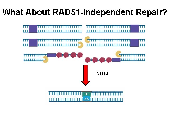 What About RAD 51 -Independent Repair? SSA NHEJ 