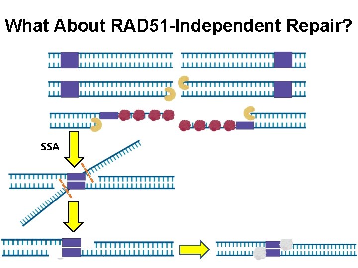 What About RAD 51 -Independent Repair? SSA 