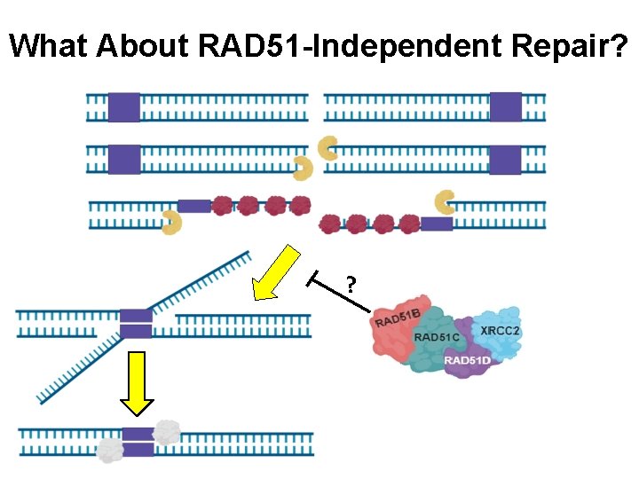 What About RAD 51 -Independent Repair? ? 