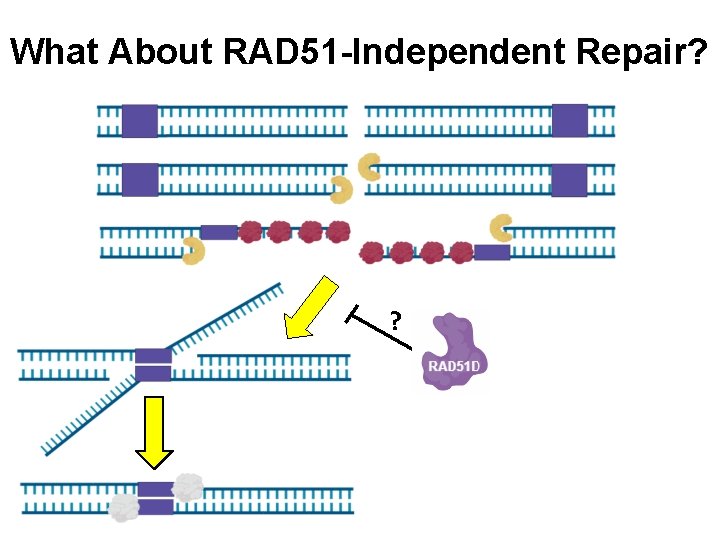 What About RAD 51 -Independent Repair? ? 