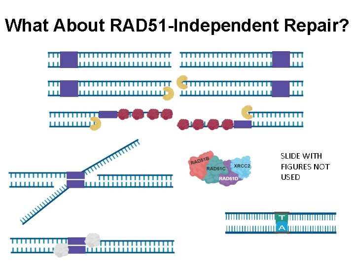 What About RAD 51 -Independent Repair? SLIDE WITH FIGURES NOT USED 