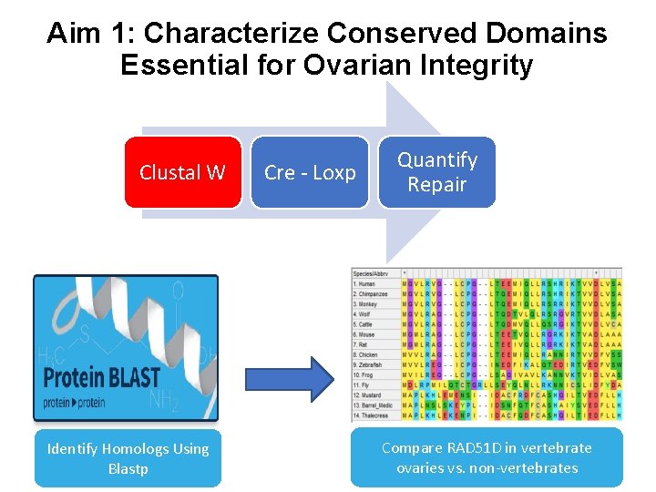 Aim 1: Characterize Conserved Domains Essential for Ovarian Integrity Clustal W Identify Homologs Using