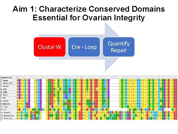 Aim 1: Characterize Conserved Domains Essential for Ovarian Integrity Clustal W Cre - Loxp