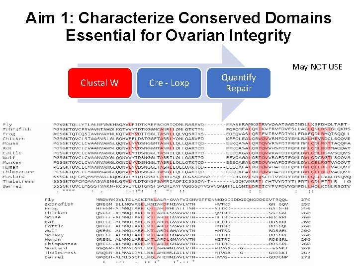 Aim 1: Characterize Conserved Domains Essential for Ovarian Integrity Clustal W Cre - Loxp