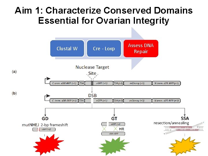 Aim 1: Characterize Conserved Domains Essential for Ovarian Integrity Clustal W Cre - Loxp