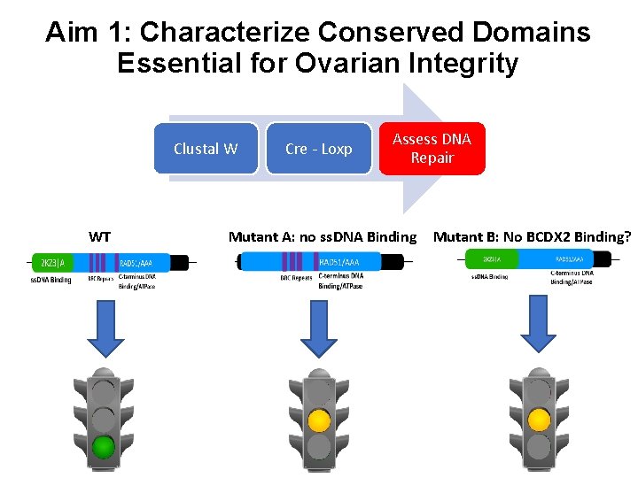 Aim 1: Characterize Conserved Domains Essential for Ovarian Integrity Clustal W WT Cre -