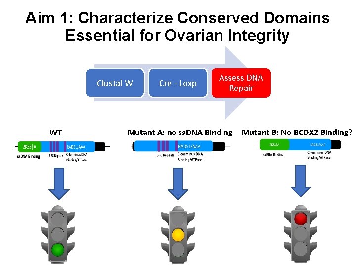 Aim 1: Characterize Conserved Domains Essential for Ovarian Integrity Clustal W WT Cre -