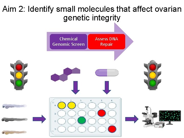 Aim 2: Identify small molecules that affect ovarian genetic integrity Chemical Genomic Screen Assess