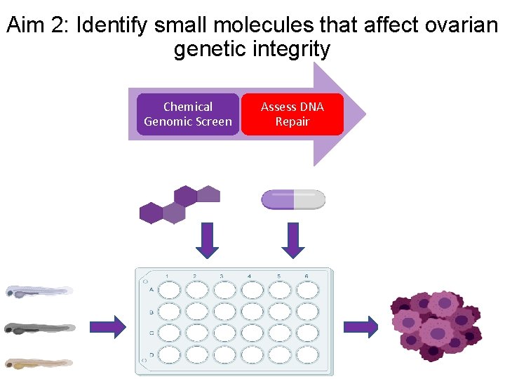 Aim 2: Identify small molecules that affect ovarian genetic integrity Chemical Genomic Screen Assess