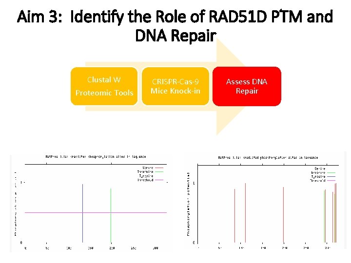 Aim 3: Identify the Role of RAD 51 D PTM and DNA Repair Clustal