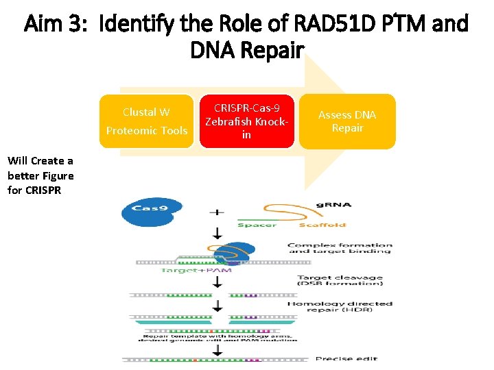 Aim 3: Identify the Role of RAD 51 D PTM and DNA Repair Clustal