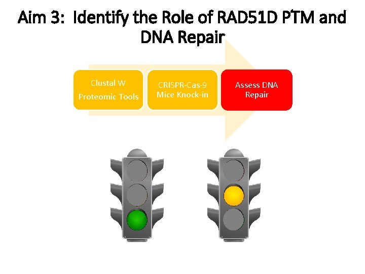 Aim 3: Identify the Role of RAD 51 D PTM and DNA Repair Clustal