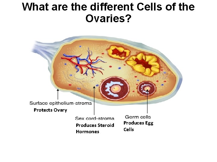 What are the different Cells of the Ovaries? Protects Ovary Produces Steroid Hormones Produces