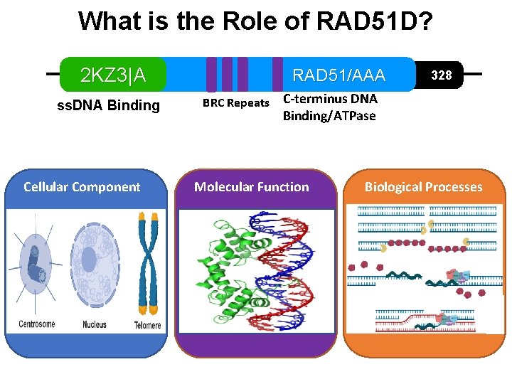 What is the Role of RAD 51 D? 2 KZ 3|A ss. DNA Binding