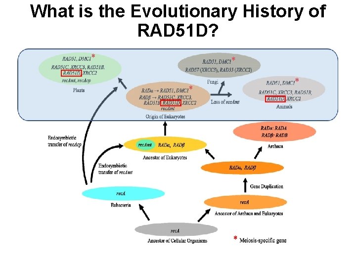 What is the Evolutionary History of RAD 51 D? © 2006 by National Academ