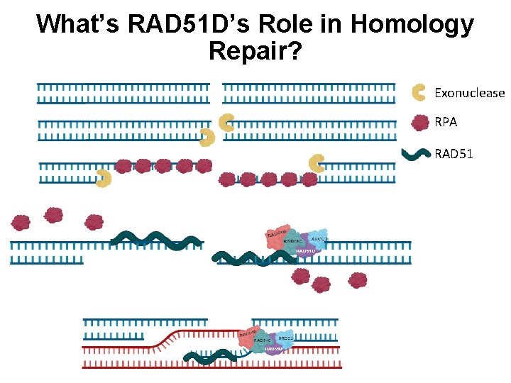 What’s RAD 51 D’s Role in Homology Repair? Exonuclease RPA RAD 51 